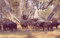 Botswana: The ultimate wild life experience you can explore in the Okavango Delta