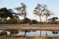 Okavango Delta Botswana Watering Hole