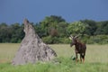 Wild Tsessebe Antelope in African Botswana savannah Royalty Free Stock Photo