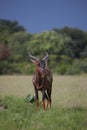 Wild Tsessebe Antelope in African Botswana savannah Royalty Free Stock Photo