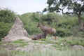 Wild Tsessebe Antelope in African Botswana savannah Royalty Free Stock Photo