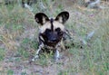 Botswana: Wild dogs are dangerous hunters with sharp teeth Royalty Free Stock Photo