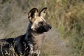 Botswana: Wilddog in the Kalahari Royalty Free Stock Photo