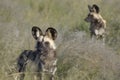 Botswana: Wilddog-Reserve at Grassland Safari Lodge in the central Kalahari Royalty Free Stock Photo