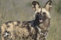 Wilddog-Reserve at Grassland Safari Lodge in the central Kalahari Royalty Free Stock Photo