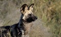 Botswana: Wild dogs are dangerous hunters and killers in the Kalahari Royalty Free Stock Photo
