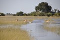 Botswana: Wildlife Game Drive through the Okavango-Delta-swamps Royalty Free Stock Photo