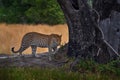 Botswana wildlife. Leopard, Panthera pardus shortidgei, grass walk nature habitat, big wild cat in the nature habitat, sunny day