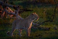 Botswana wildlife. Leopard, Panthera pardus shortidgei, grass walk nature habitat, big wild cat in the nature habitat, sunny day