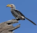 Botswana - Yellowbilled Hornbill Royalty Free Stock Photo