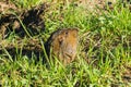 A Botta`s Pocket Gopher going partially out of its burrow, San Francisco bay area, California