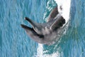 Bottenose Dolphin Royalty Free Stock Photo