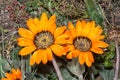 Botterblom or gousblom, Gazania krebsiana, near Nieuwoudtville