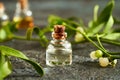 A bottle of aromatherapy essential oil with fresh mistletoe