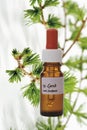 Bottle with Bach Flower Stock Remedy, Larch (Larix) Royalty Free Stock Photo