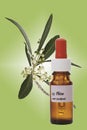 Bottle with Bach Flower Stock Remedy, Olive (Olea europaea)