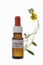 Bottle with Bach Flower Stock Remedy, Rock rose (Cistaceae)