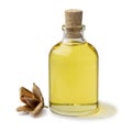 Bottle beech nut oil and a single beechnut on white background