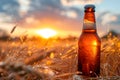 Bottle with beer against wheat field on sunset. Field of barley on summer or autumn day. Brewing Royalty Free Stock Photo