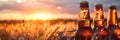 Bottle with beer against wheat field on sunset. Field of barley on summer or autumn day. Brewing Royalty Free Stock Photo