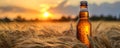 Bottle with beer against wheat field on sunset. Field of barley on summer or autumn day. Brewing Royalty Free Stock Photo