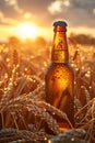 Bottle with beer against wheat field on sunset. Field of barley on summer or autumn day. Brewing Royalty Free Stock Photo