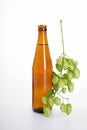 A bottle of beer and a branch of hops on a white background