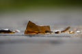 Bottle of beer, soda or drugs from dark glass is broken. Shattered beer bottle on ground in sunset light. Fragments of glass on Royalty Free Stock Photo