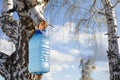 a bottle of birch sap hanging on a tree in early spring while collecting nectar against a blue sky Royalty Free Stock Photo