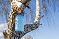 a bottle of birch sap hanging on a tree in early spring while collecting nectar against a blue sky Royalty Free Stock Photo
