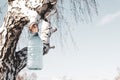 a bottle of birch sap hanging on a tree in early spring while collecting nectar against a blue sky Royalty Free Stock Photo