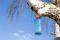 a bottle of birch sap hanging on a tree in early spring while collecting nectar against a blue sky Royalty Free Stock Photo
