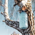 a bottle of birch sap hanging on a tree in early spring while collecting nectar against a blue sky Royalty Free Stock Photo