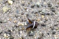 Bottle break on a beach full of small snails Royalty Free Stock Photo