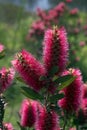 Bottle Brush Royalty Free Stock Photo