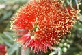 Bottle Brush Royalty Free Stock Photo