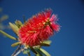 Bottle Brush Royalty Free Stock Photo