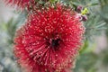 Bottle Brush Royalty Free Stock Photo