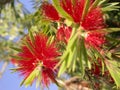 Bottle Brush Royalty Free Stock Photo