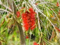 Bottle Brush Or Callistemon Tree In Portugal