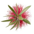 Bottle Brush Flower Isolated Royalty Free Stock Photo