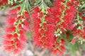 Bottle Brush Flowers