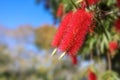 Bottle brush tree, Beautiful exotic red flowers of bottle brush tree. Callistemon, shot in Southern Califonia Royalty Free Stock Photo