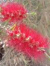 Bottle brush tree glowing