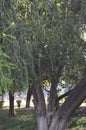 Bottle brush trees, Callistemon Myrtaceae in a formal garden.