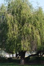 Bottle brush trees, Callistemon Myrtaceae in a formal garden.