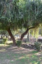 Bottle brush trees, Callistemon Myrtaceae in a formal garden.