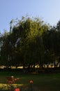 Bottle brush trees, Callistemon Myrtaceae in a formal garden.