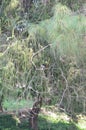 Bottle brush trees, Callistemon Myrtaceae in a formal garden. Branch of pine tree.