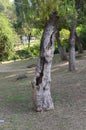 Bottle brush trees Callistemon Myrtaceae garden Royalty Free Stock Photo